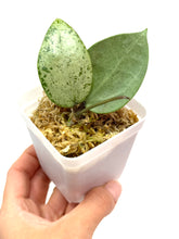 Load image into Gallery viewer, Hoya Verticillata Heart Leaf Silver