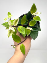 Load image into Gallery viewer, Aeschynanthus Radicans Variegated
