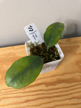Load image into Gallery viewer, 17. Hoya Albiflora