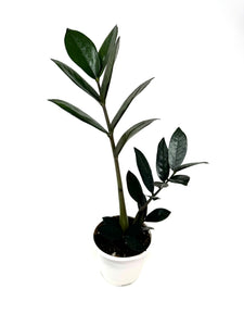 Zamioculcas Zamiifolia ‘Raven’