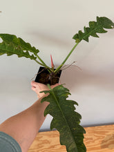 Load image into Gallery viewer, 279. Philodendron Ring of Fire