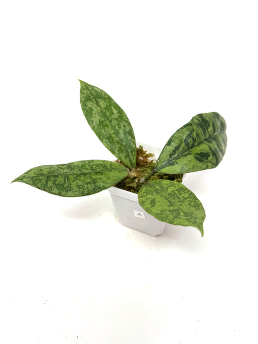 Hoya Lambii Silver A
