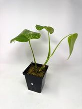 Load image into Gallery viewer, Monstera Deliciosa Aurea Variegated D