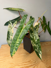 Load image into Gallery viewer, Philodendron Billietiae Variegated D