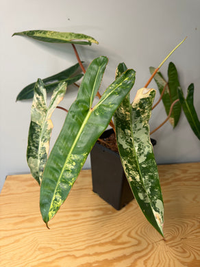 Philodendron Billietiae Variegated D