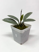 Load image into Gallery viewer, Hoya Wilbur Graves Silver C