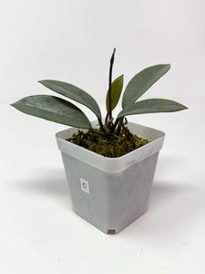 Hoya Wilbur Graves Silver C