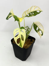 Load image into Gallery viewer, Monstera Adansonii Albo Variegated B