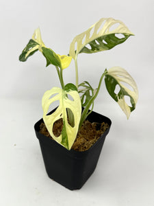 Monstera Adansonii Albo Variegated B
