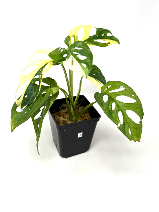 Monstera Adansonii Albo Variegated B