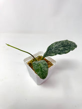 Load image into Gallery viewer, Hoya Waymaniae ‘Cloudy Sky’