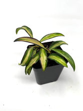 Load image into Gallery viewer, Hoya Kentiana Variegated