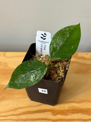48. Hoya Coriacea Silver