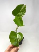 Load image into Gallery viewer, Monstera Deliciosa Albo Variegated A