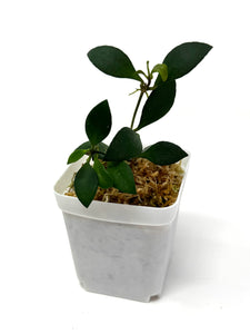 Hoya Mini Pixie