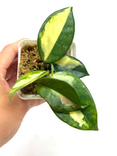 Load image into Gallery viewer, Hoya Carnosa ‘Krimson Princess’