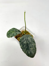 Load image into Gallery viewer, Hoya Waymaniae ‘Cloudy Sky’