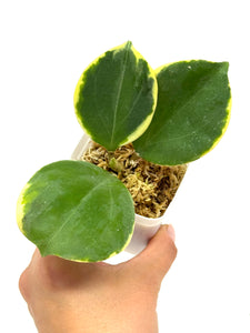 Hoya Pachyclada Albo Variegated