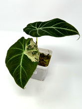 Load image into Gallery viewer, Alocasia Black Velvet Variegated B