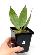 Load image into Gallery viewer, Hoya Germany Silver F