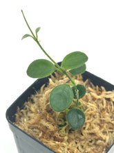 Load image into Gallery viewer, Hoya Tengchongensis