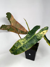 Load image into Gallery viewer, Philodendron Billietiae Variegated A