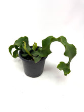 Load image into Gallery viewer, Epiphyllum Guatemalense ‘Monstrosa’ ‘Orchid Cactus’ (Ships within Canada only)