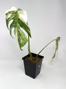 Monstera Deliciosa Albo Variegated B