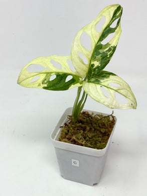 Monstera Adansonii Variegated C