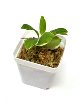 Load image into Gallery viewer, Hoya Heuschkeliana Margin Variegated
