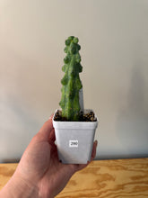 Load image into Gallery viewer, 290. Boobie Cactus (Ships within Canada only)