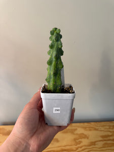 290. Boobie Cactus (Ships within Canada only)