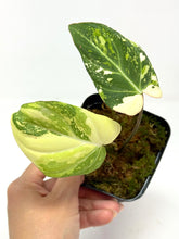 Load image into Gallery viewer, Philodendron Gloriosum Variegated C