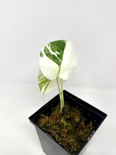 Load image into Gallery viewer, Monstera Deliciosa Albo Variegated E