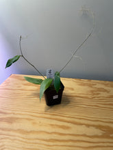 Load image into Gallery viewer, 75. Hoya UT-038 ‘Flores Island’