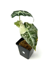 Load image into Gallery viewer, Alocasia Amazonica Variegated C