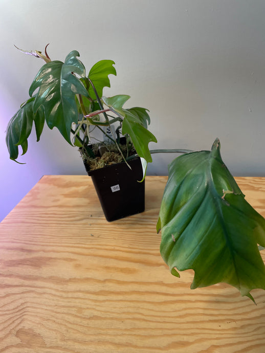 66. Philodendron Mayoi