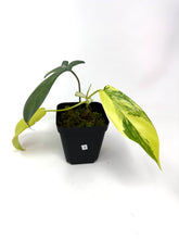 Load image into Gallery viewer, Philodendron Florida Beauty B