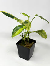 Load image into Gallery viewer, Philodendron Bipennifolium Violin Variegated A