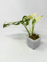 Load image into Gallery viewer, Monstera Adansonii Albo Variegated F