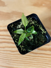 Load image into Gallery viewer, 154. Hoya Multiflora Ghost