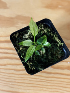 154. Hoya Multiflora Ghost