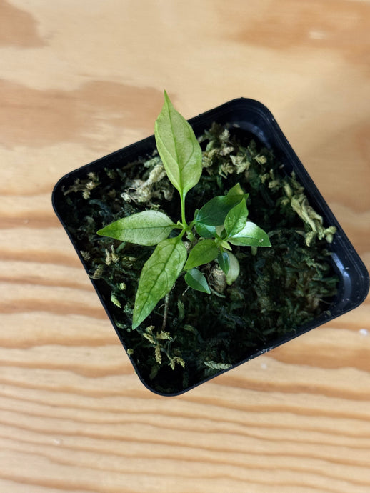 152. Hoya Multiflora Ghost
