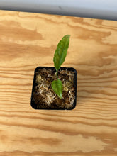 Load image into Gallery viewer, 155. Monstera Obliqua