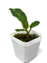 Load image into Gallery viewer, Hoya Undulata Green Leaves