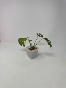 Monstera Adansonii Variegated D