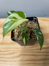Load image into Gallery viewer, 199. Rhaphidophora Tetrasperma Variegated