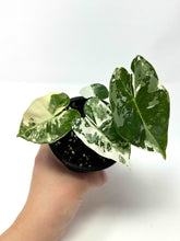 Load image into Gallery viewer, Alocasia Frydek Variegated