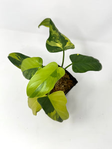 Philodendron Bipennifolium Violin Variegated E