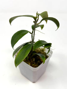 Hoya Merrillii